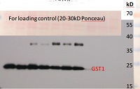 GST1 | Glutathione-S-transferase (algal) in the group Antibodies Plant/Algal / Membrane Transport System / Endomembrane system at Agrisera AB (Antibodies for research) (AS15 2883)
